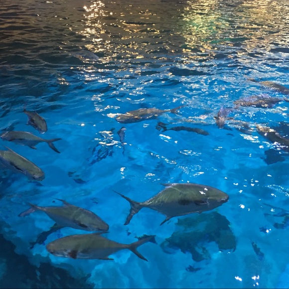 Meet your Posher, Thomas - Picture 1 of 1